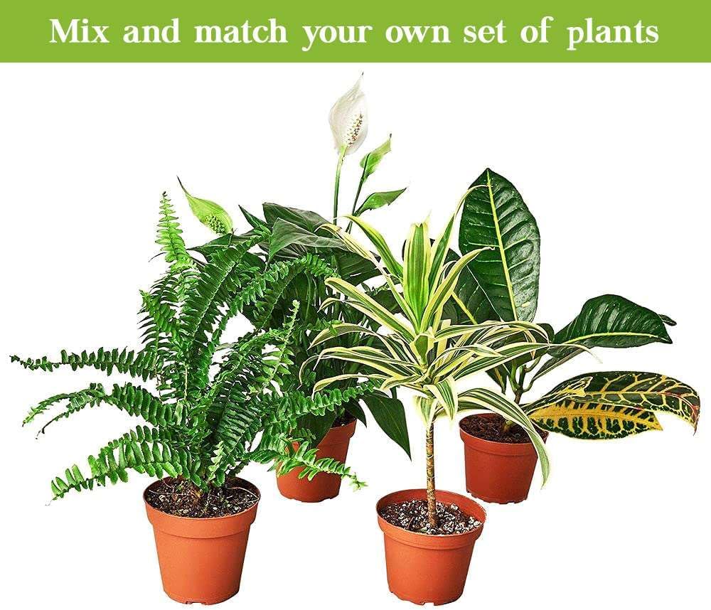 Chinese Money Plant Live Indoor Houseplant in 4 or 6 Inch Pot L468