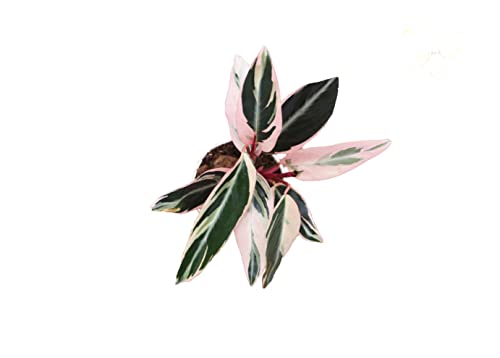 Calathea Indoor Plant, Live Houseplant 4 Inch Pot M150