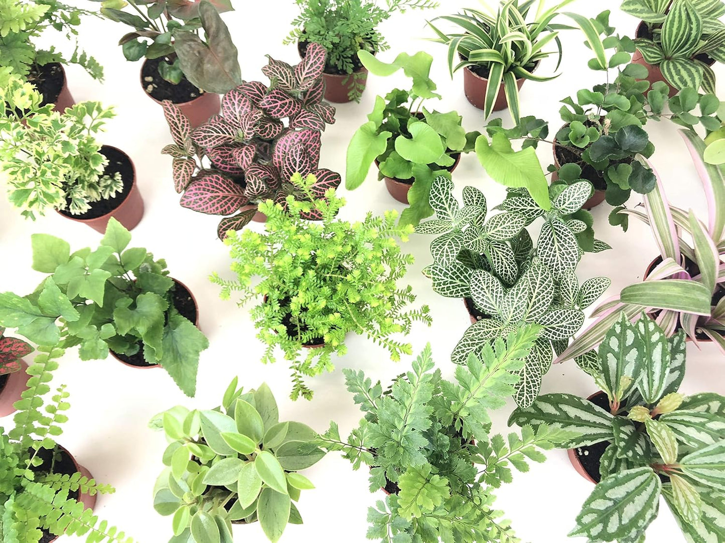 Mini Terrarium Plants (2 Plants, 2" Pots) Q7239