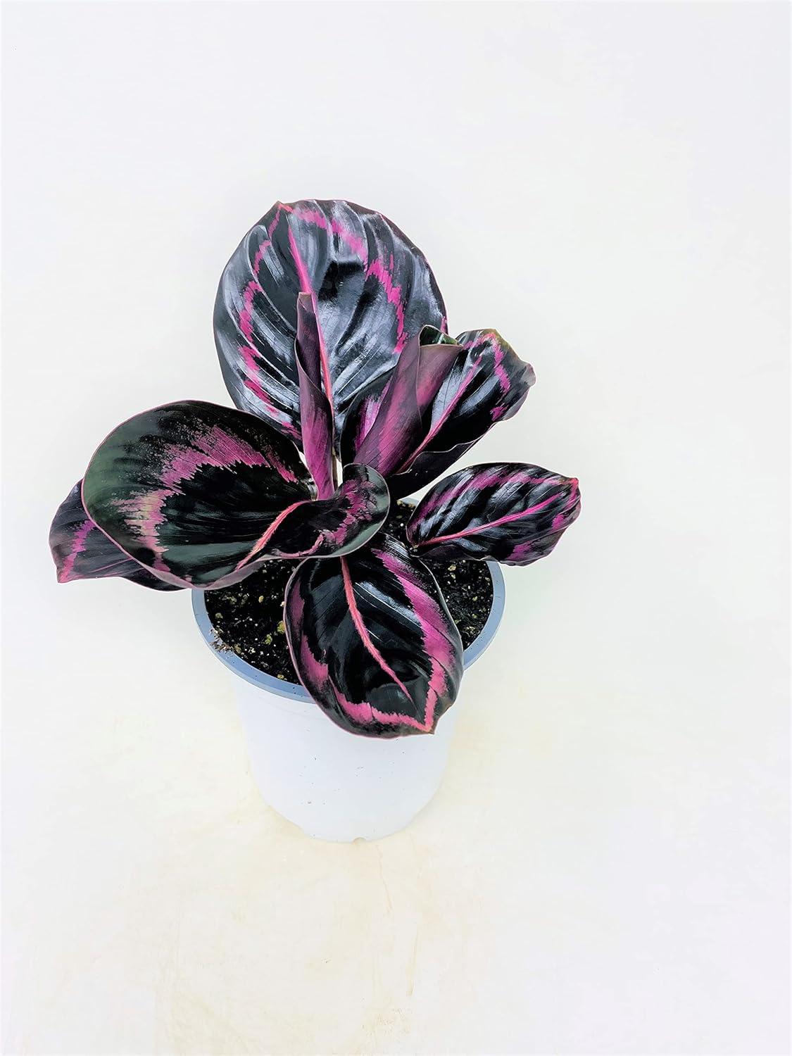 Calathea Dottie Houseplant, 4 Pot G11842