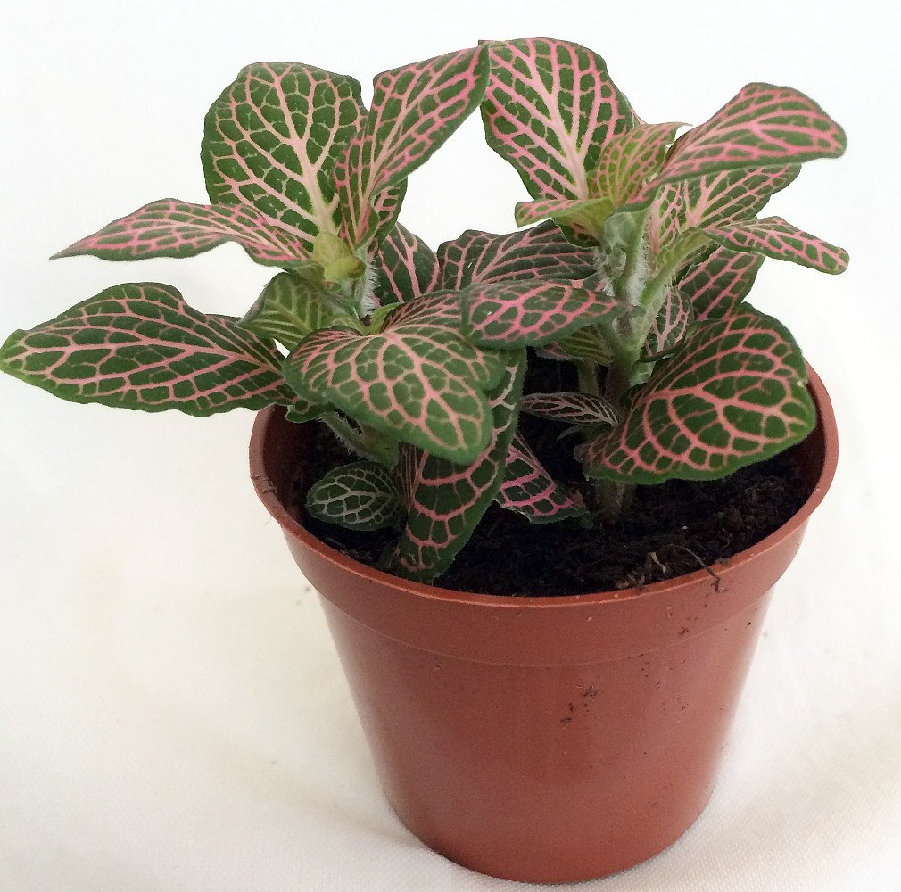 Nerve Plant in 2.5" Pot G382