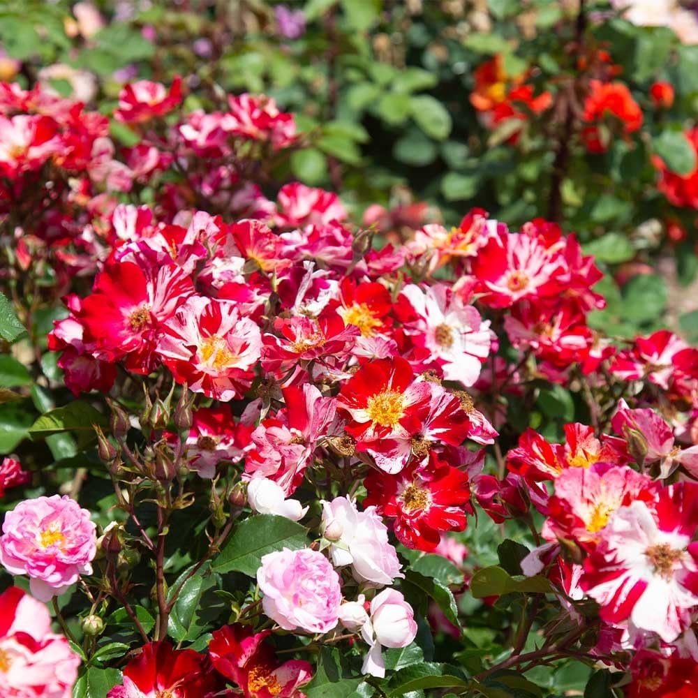Climbing Rose Plant - Red and White Rose Bush for Outdoor Planting O860322
