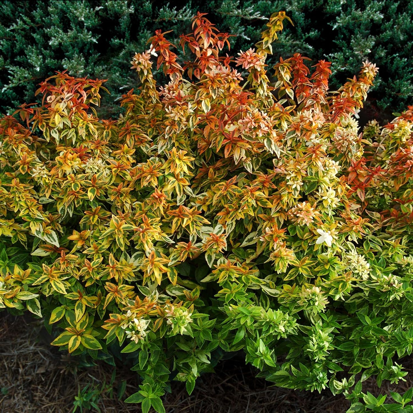 Kaleidoscope Abelia, 2 Gal N788502