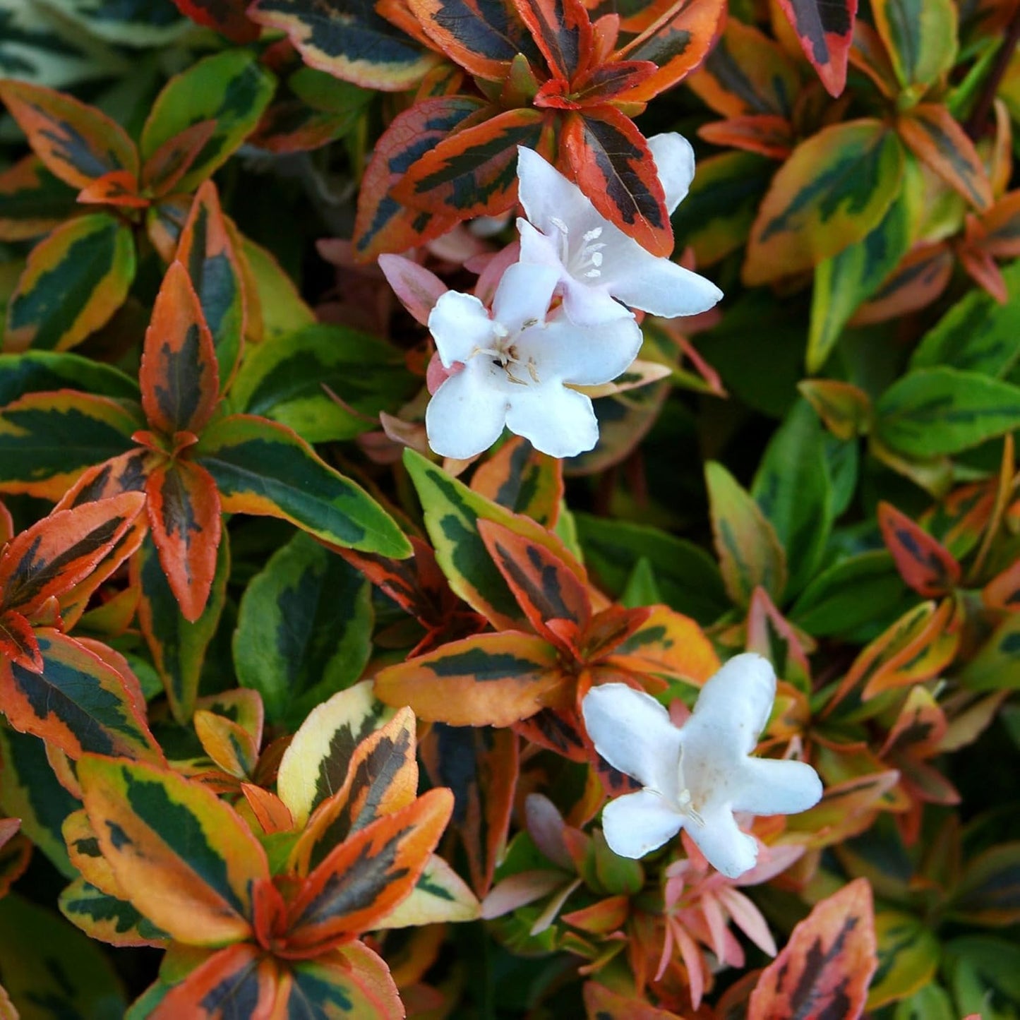 Kaleidoscope Abelia, 2 Gal N788502