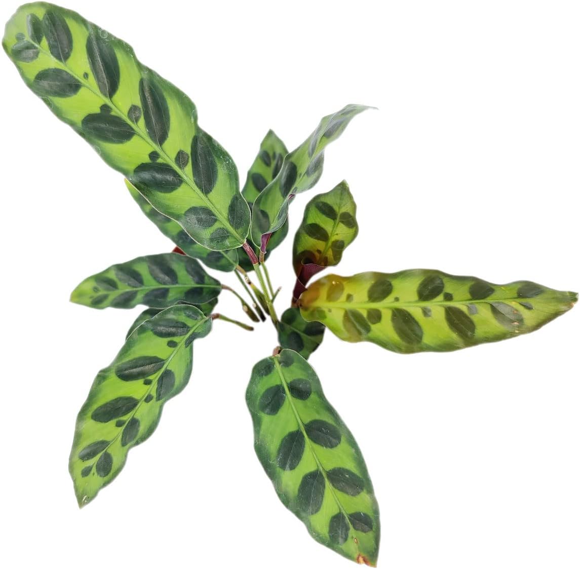 Rattlesnake Plant in 4" Grower Pot G962334