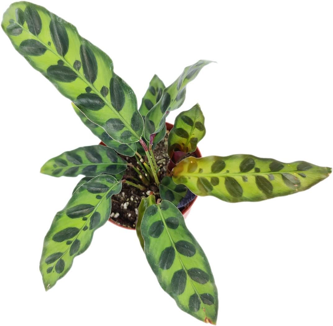 Rattlesnake Plant in 4" Grower Pot G962334