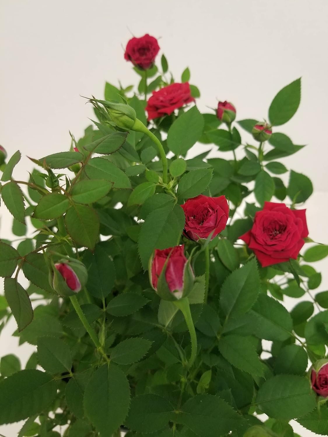 Mini Red Rose Bush in 4" Plastic Grow Pot O989