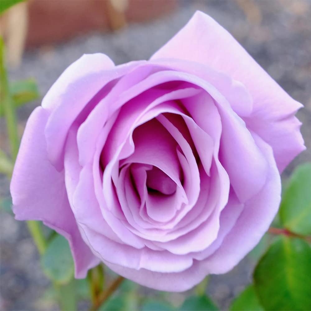 Sterling Silver Rose Seeds Perennial Fragrant Climbing Rosa Bush Vine Flower T116665