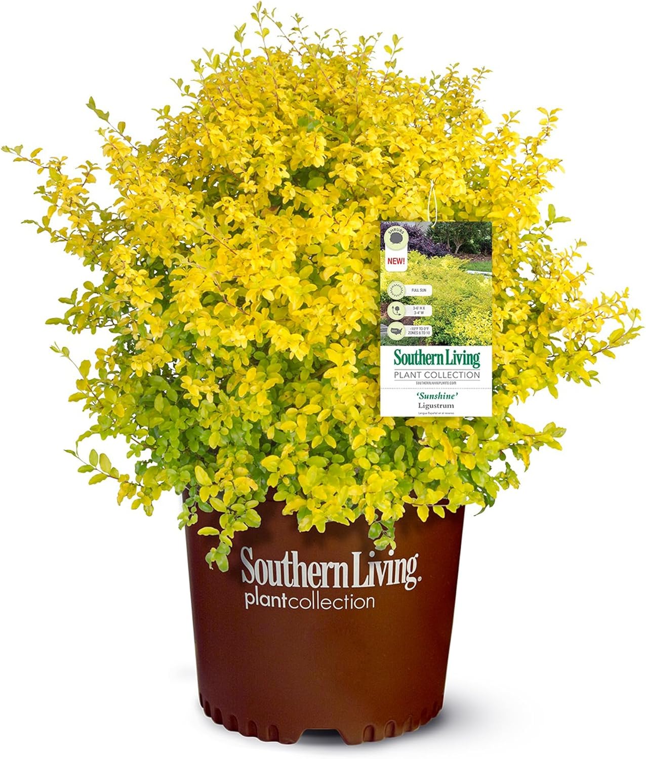 Flowering Evergreen Shrub Bundle, 2 Gallon and 2.5 Quart Z6326