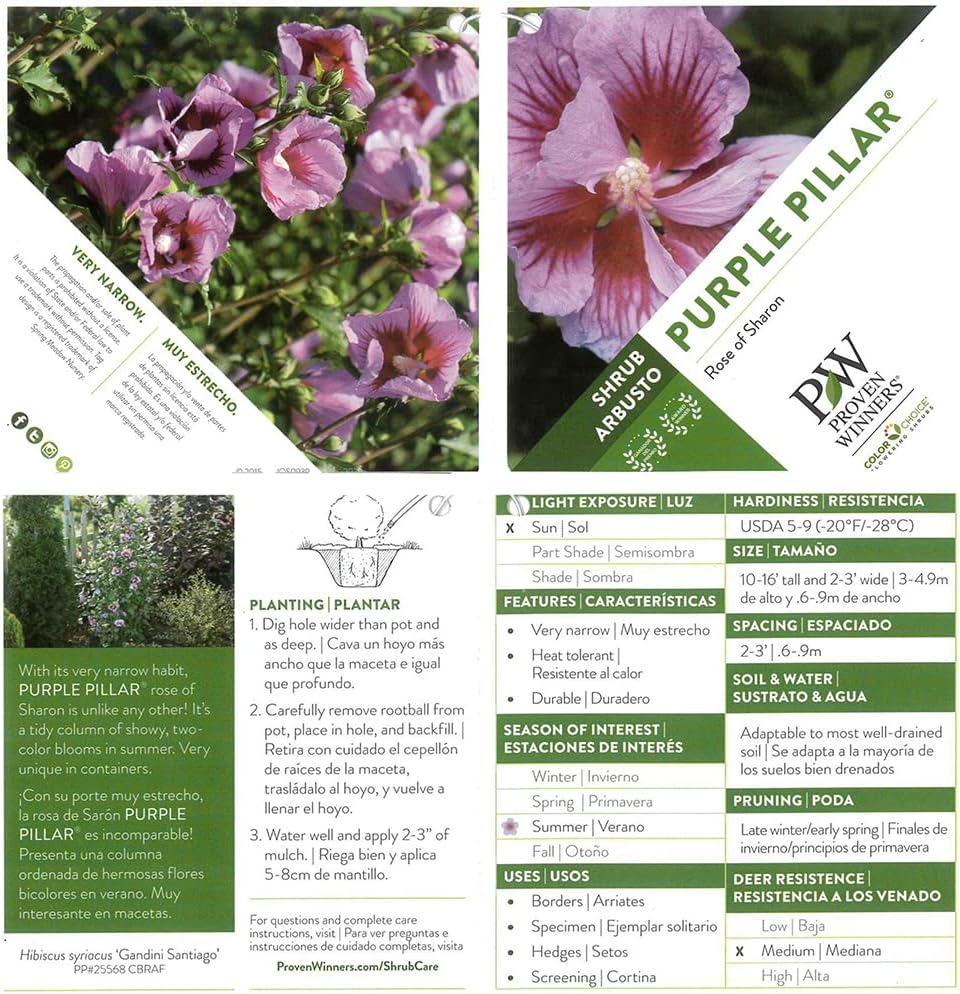 Pillar Hibiscus, 2 Gallon, Purple Blooms I58145