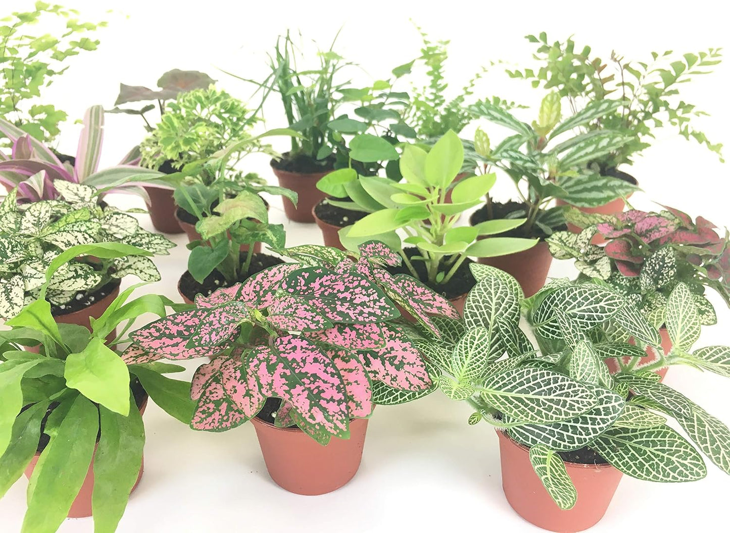 Mini Terrarium Plants (6 Plants, 2" Pots) Assorted Varieties B166583