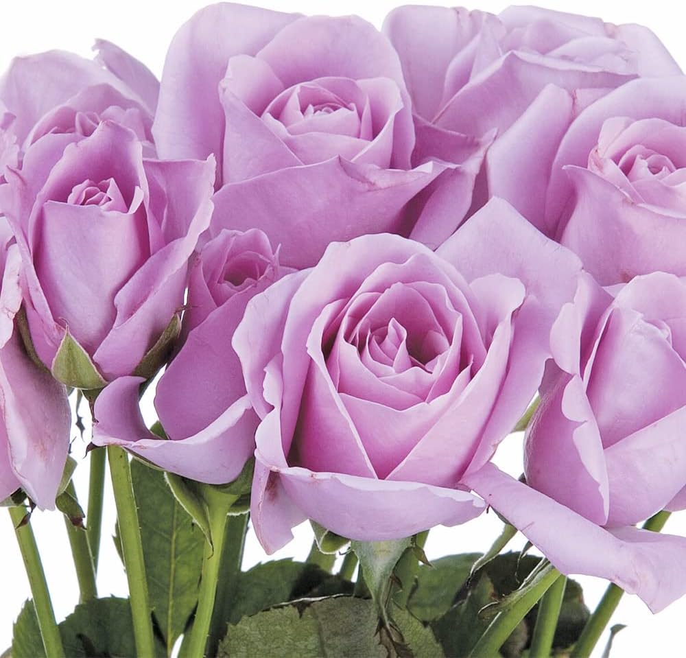 Sterling Silver Rose Seeds Perennial Fragrant Climbing Rosa Bush Vine Flower T116665