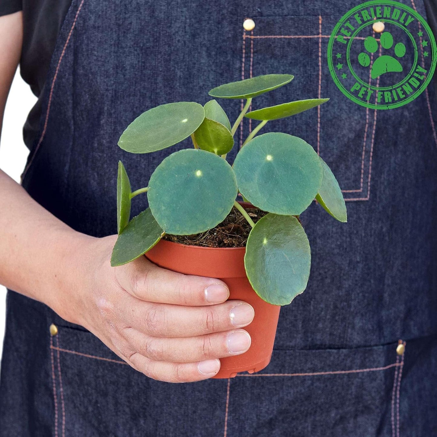 Chinese Money Plant Live Indoor Houseplant in 4 or 6 Inch Pot L468