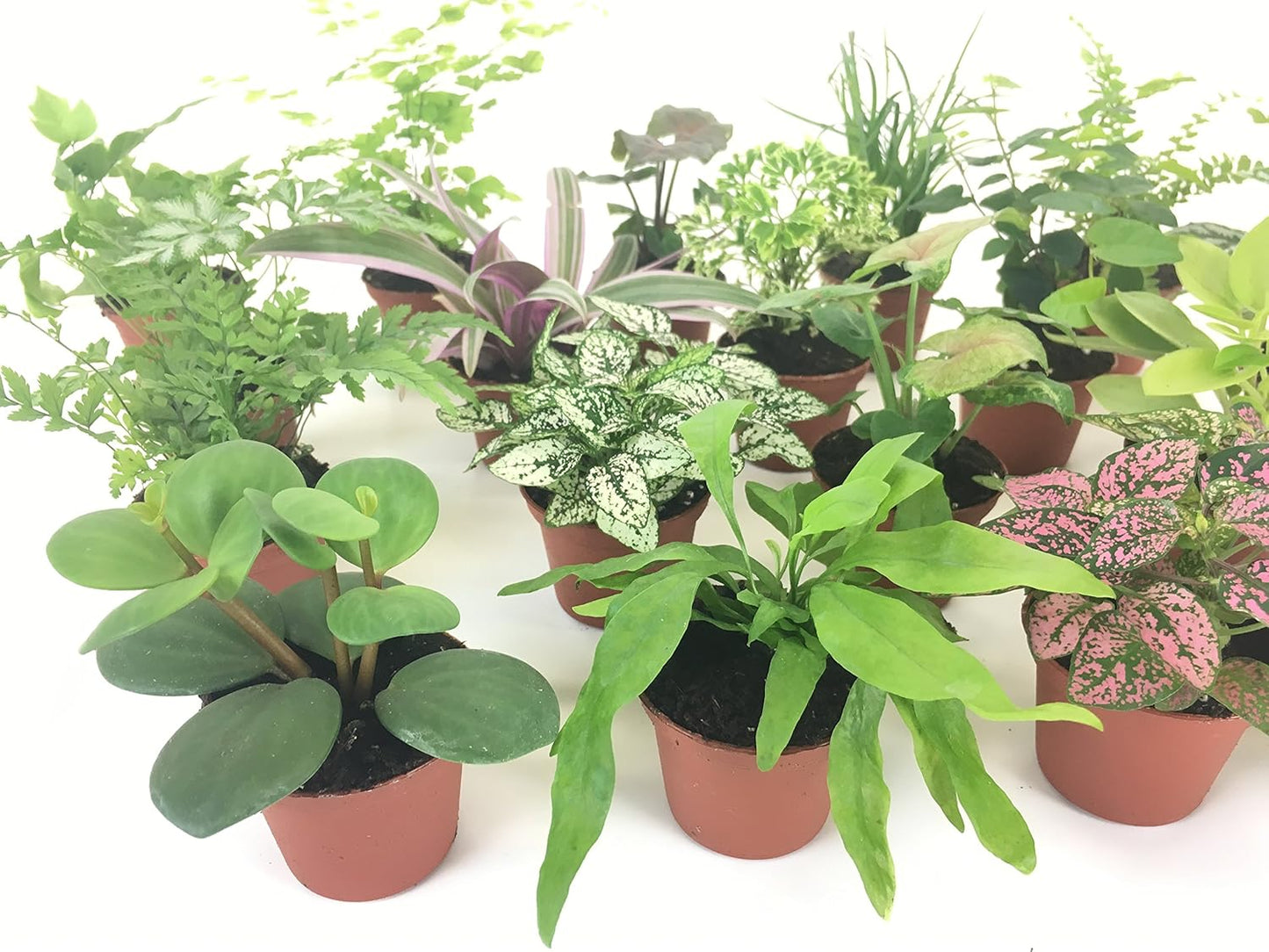 Mini Terrarium Plants (6 Plants, 2" Pots) Assorted Varieties B166583