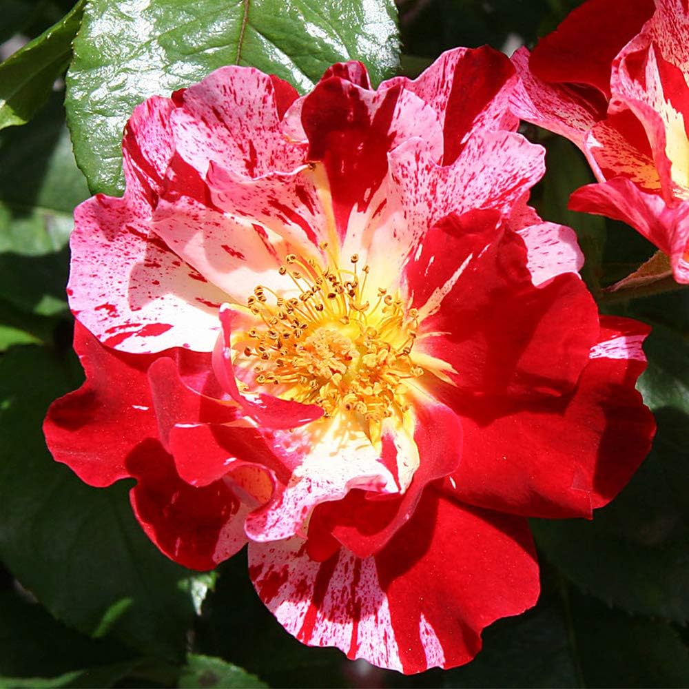 Heirloom Roses Climbing Rose Plant - Fourth of July™ Red and White Rose Bush, Climber Roses Live Plant for Planting Outdoors