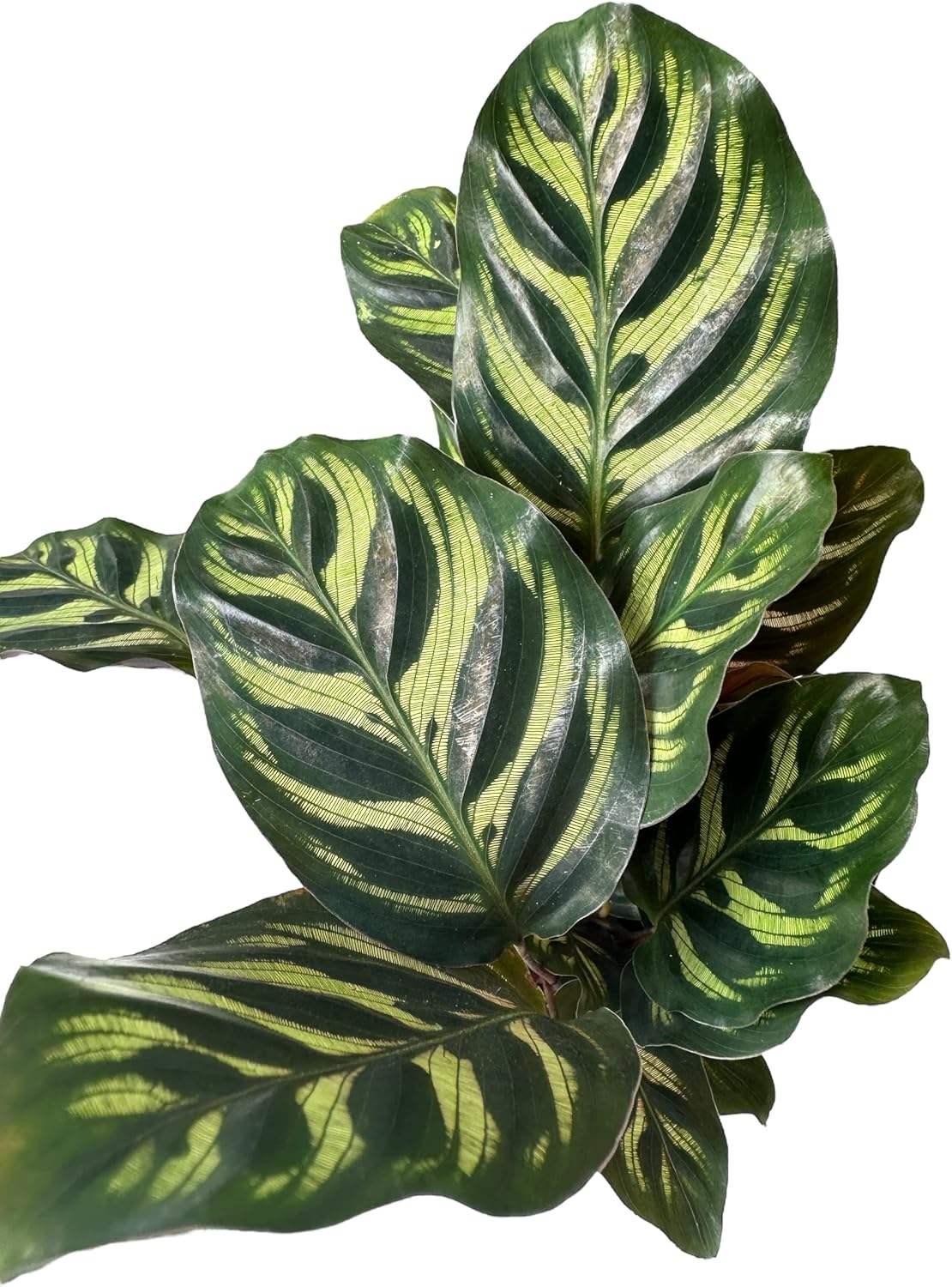 Calathea Makoyana Live Houseplant in 4 Inch Pot N91311