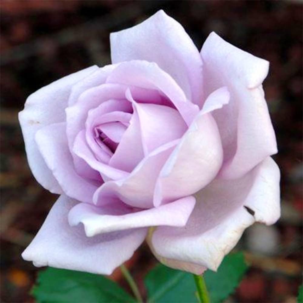 Sterling Silver Rose Seeds Perennial Fragrant Climbing Rosa Bush Vine Flower T116665