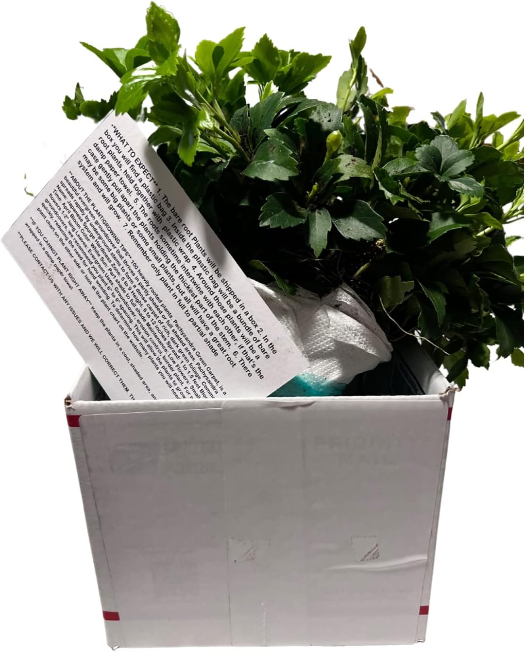 Japanese Spurge Groundcover - 100 Bare Root Plants W177