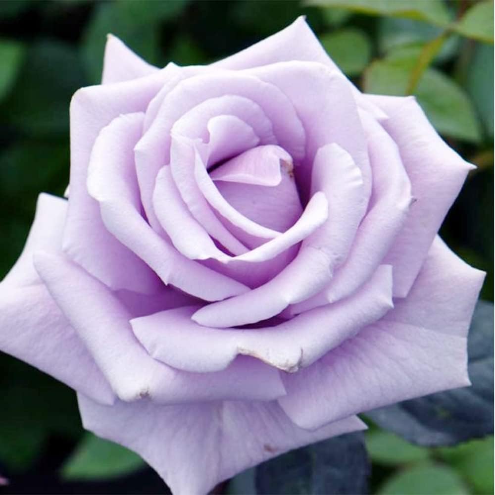 Sterling Silver Rose Seeds Perennial Fragrant Climbing Rosa Bush Vine Flower T116665
