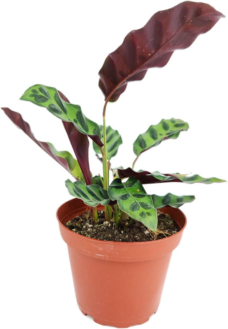 Rattlesnake Plant in 4" Grower Pot G962334