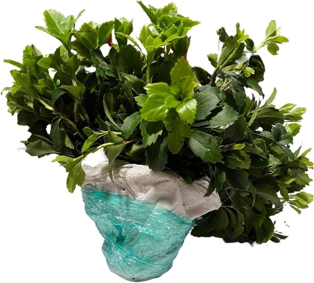 Japanese Spurge Groundcover - 100 Bare Root Plants W177