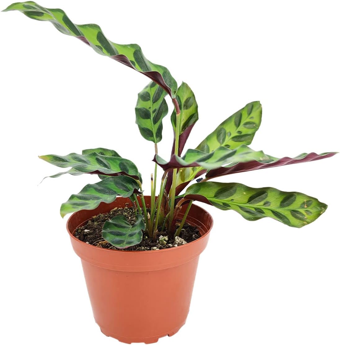 Calathea Lancifolia Rattlesnake Plant (4" Grower Pot) - Healthy Houseplant - Easy Care Indoor Houseplant