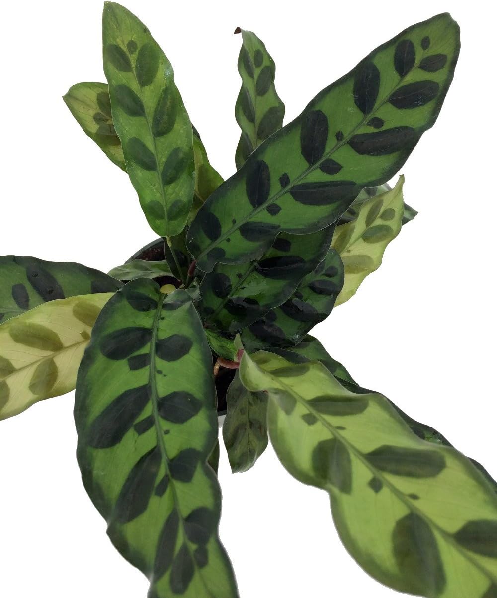 Calathea lancifolia House Plant - 4" Pot T504286