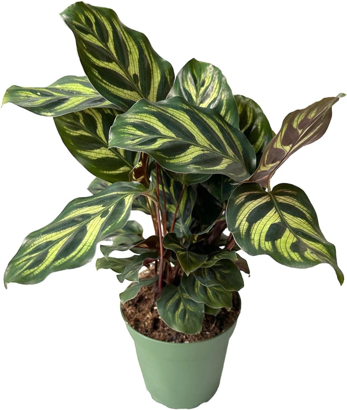 Peacock Plant, Calathea, Calathea makoyana, Live, Easy to Grow and Low Maintenance Houseplant in 4 inch Pot, green thumbs up for plant lover - Hopewind Plants Shop