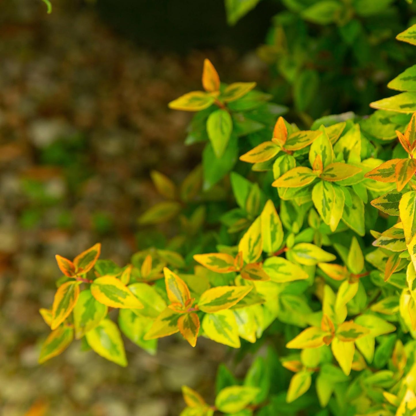 Kaleidoscope Abelia, 2 Gal N788502