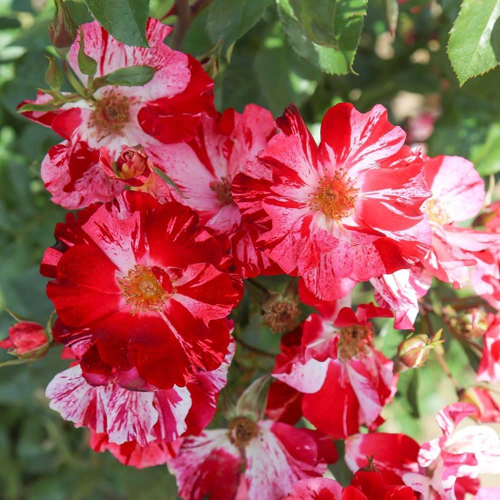 Climbing Rose Plant - Red and White Rose Bush for Outdoor Planting O860322