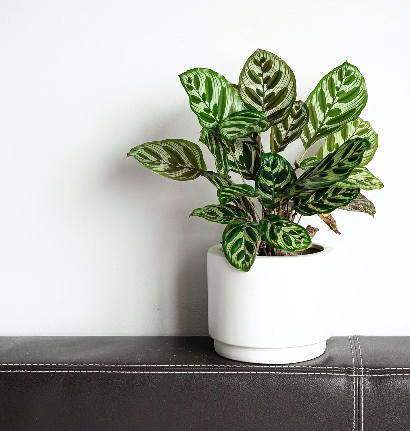 Calathea Makoyana Live Houseplant in 4 Inch Pot N91311