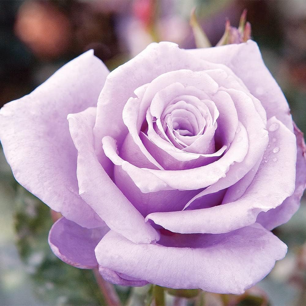 QAUZUY GARDEN 100 Rare Sterling Silver Rose Seeds Perennial Fragrant Climbing Rosa Bush Vine Flower - Excellent Flower for Weddings Anniversaries