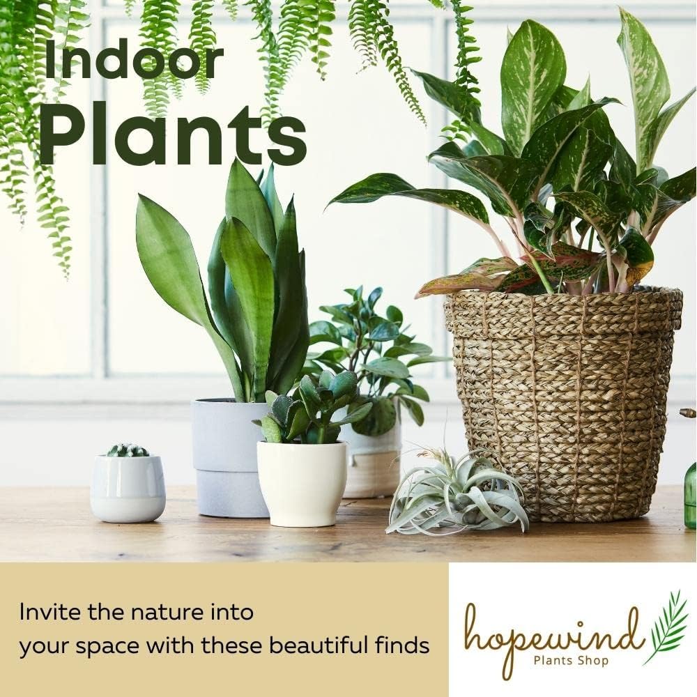Calathea Makoyana Live Houseplant in 4 Inch Pot N91311