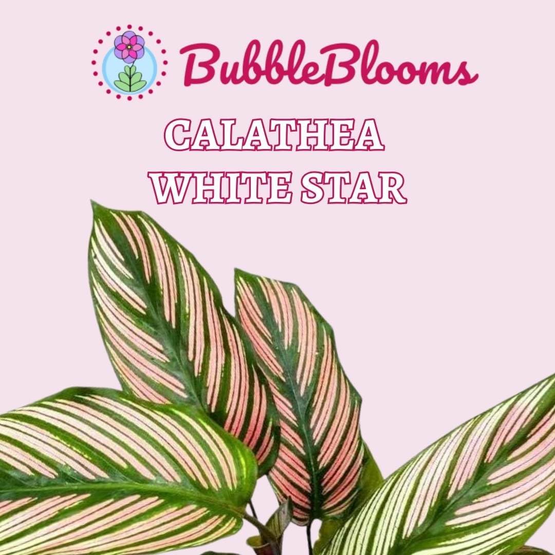 Calathea White Star in 4 Inch Pot Y671