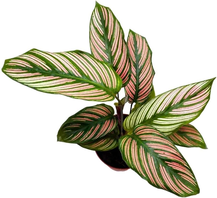 BubbleBlooms Calathea White Star in a 4 inch Pot Goeppertia Majestica Prayer Plant