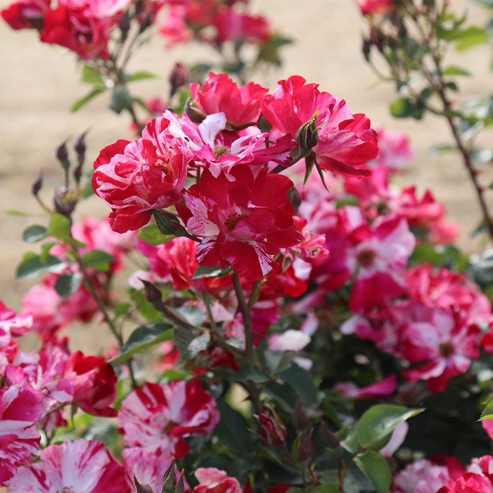 Climbing Rose Plant - Red and White Rose Bush for Outdoor Planting O860322