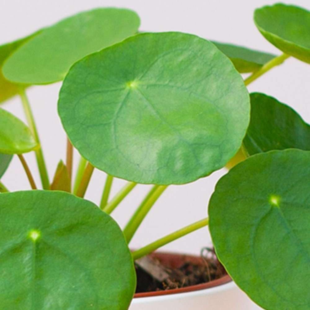 Chinese Money Plant Live Indoor Houseplant in 4 or 6 Inch Pot L468