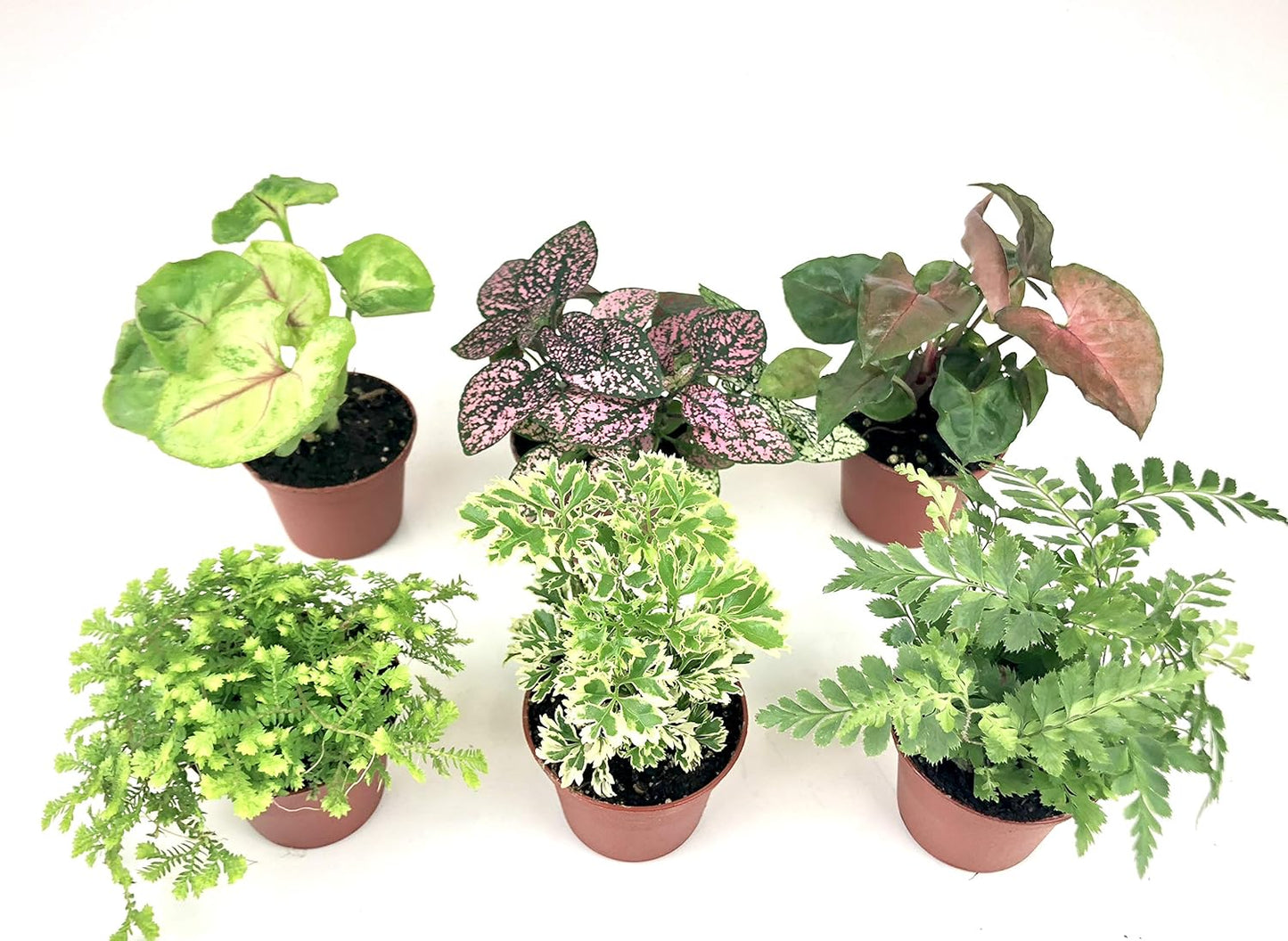 Mini Terrarium Plants (6 Plants, 2" Pots) Assorted Varieties B166583