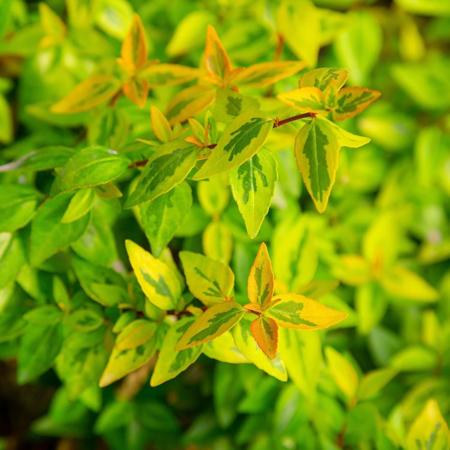 Kaleidoscope Abelia, 2 Gal N788502