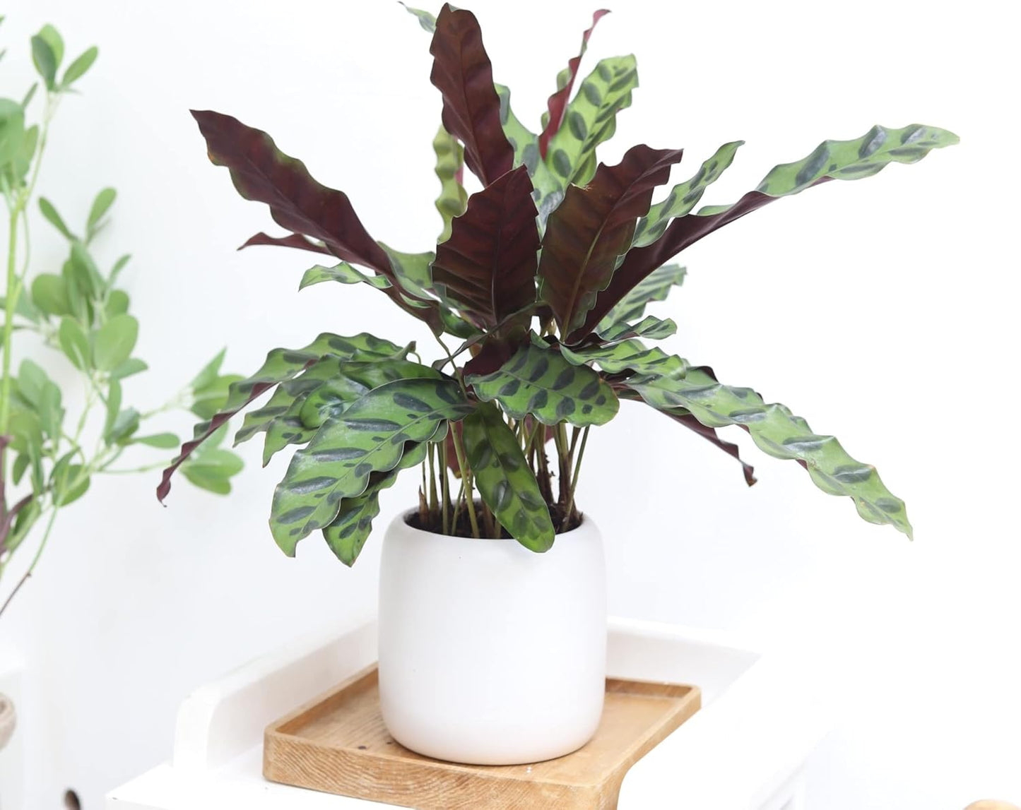 Rattlesnake Plant in 4" Grower Pot G962334
