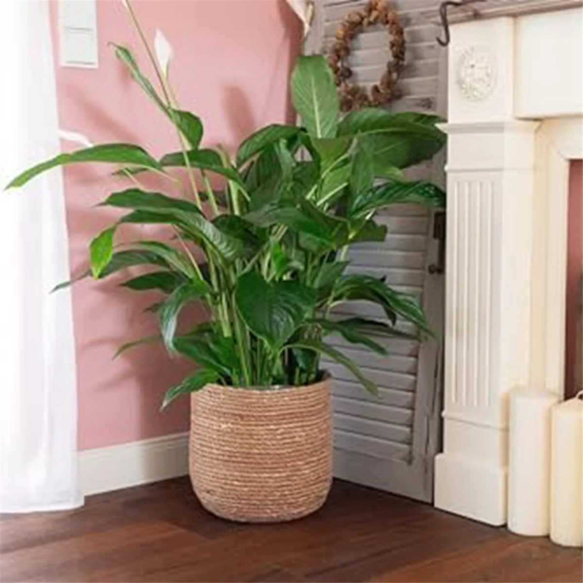 Woven Seagrass Plant Pot with Plastic Insert H39480