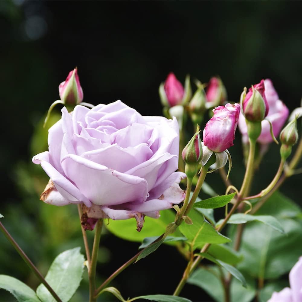 Sterling Silver Rose Seeds Perennial Fragrant Climbing Rosa Bush Vine Flower T116665
