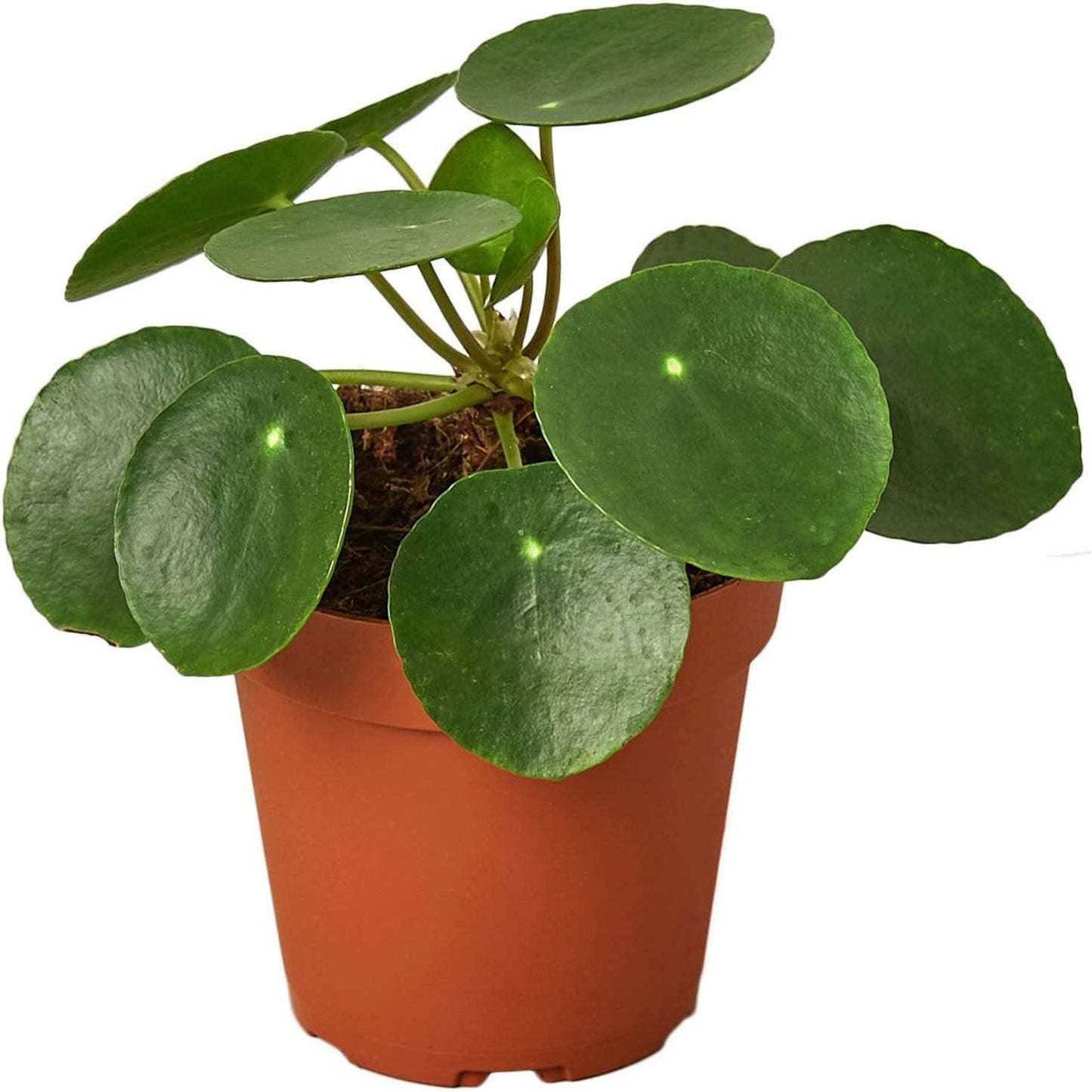 Pilea Peperomioides 'Chinese Money' Live Plant for Indoor | Different Houseplants in 4'' & 6'' Pot | Real House Plant Decor for Living Room, Office, Desk & Bathroom | Friendship Plant
