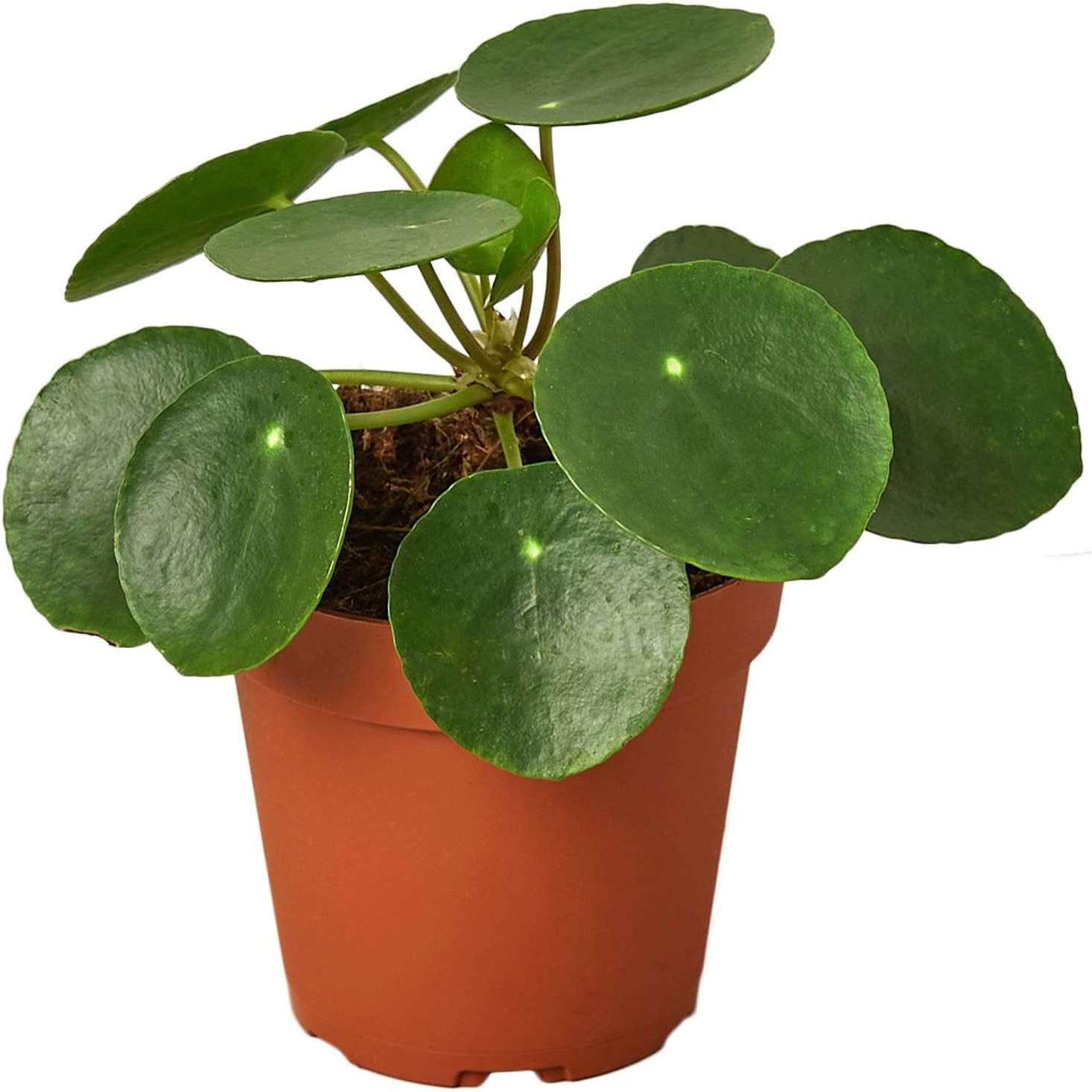 Pilea Peperomioides 'Chinese Money' Live Plant for Indoor | Different Houseplants in 4'' & 6'' Pot | Real House Plant Decor for Living Room, Office, Desk & Bathroom | Friendship Plant