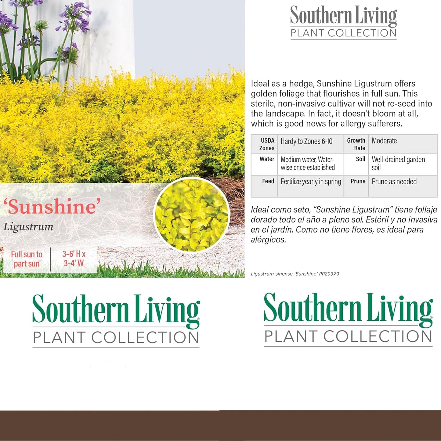 Flowering Evergreen Shrub Bundle, 2 Gallon and 2.5 Quart Z6326