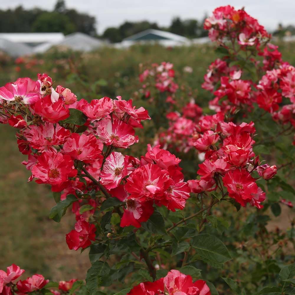 Climbing Rose Plant - Red and White Rose Bush for Outdoor Planting O860322