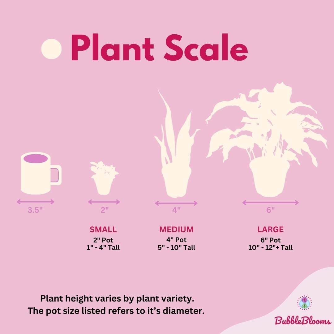 Calathea White Star in 4 Inch Pot Y671