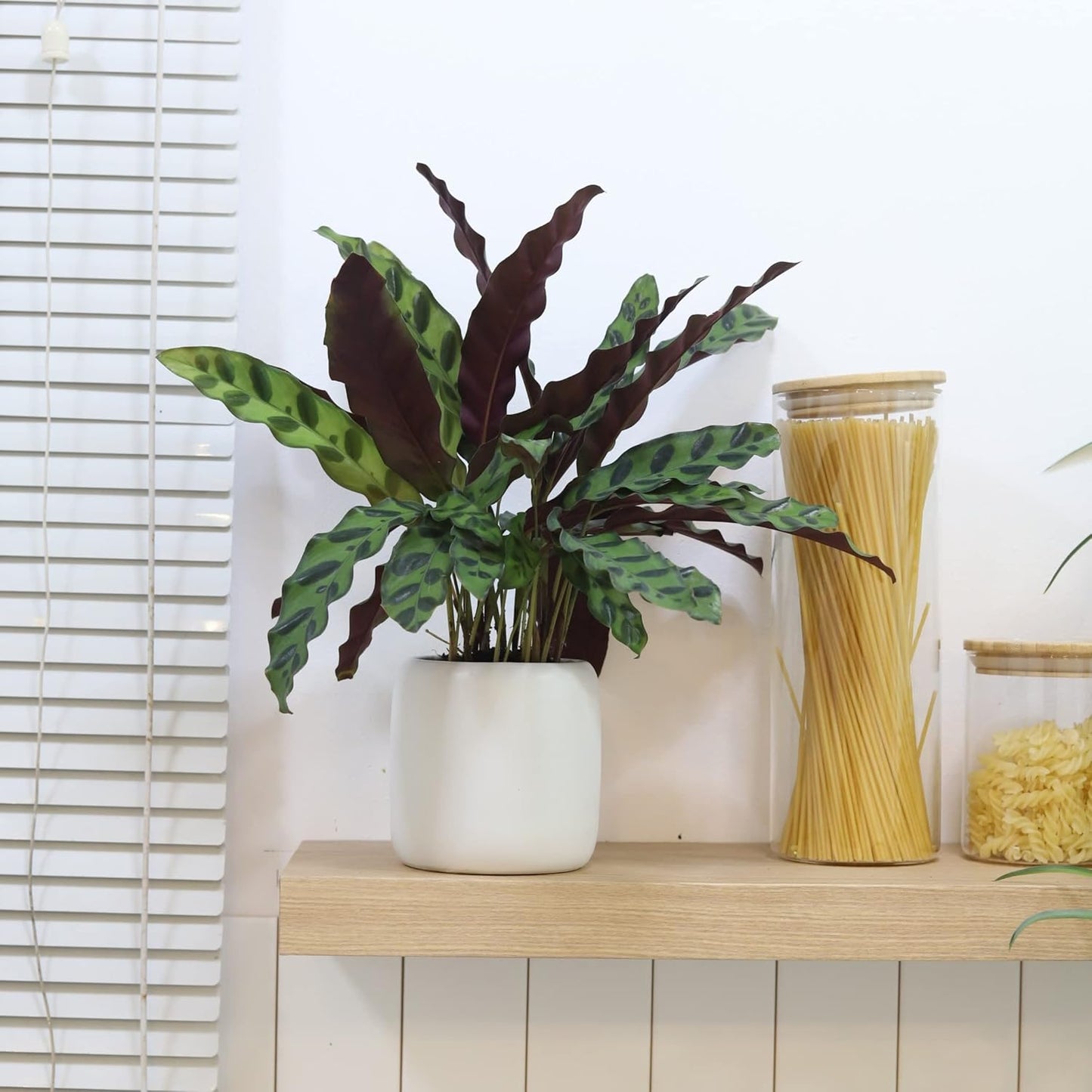 Rattlesnake Plant in 4" Grower Pot G962334