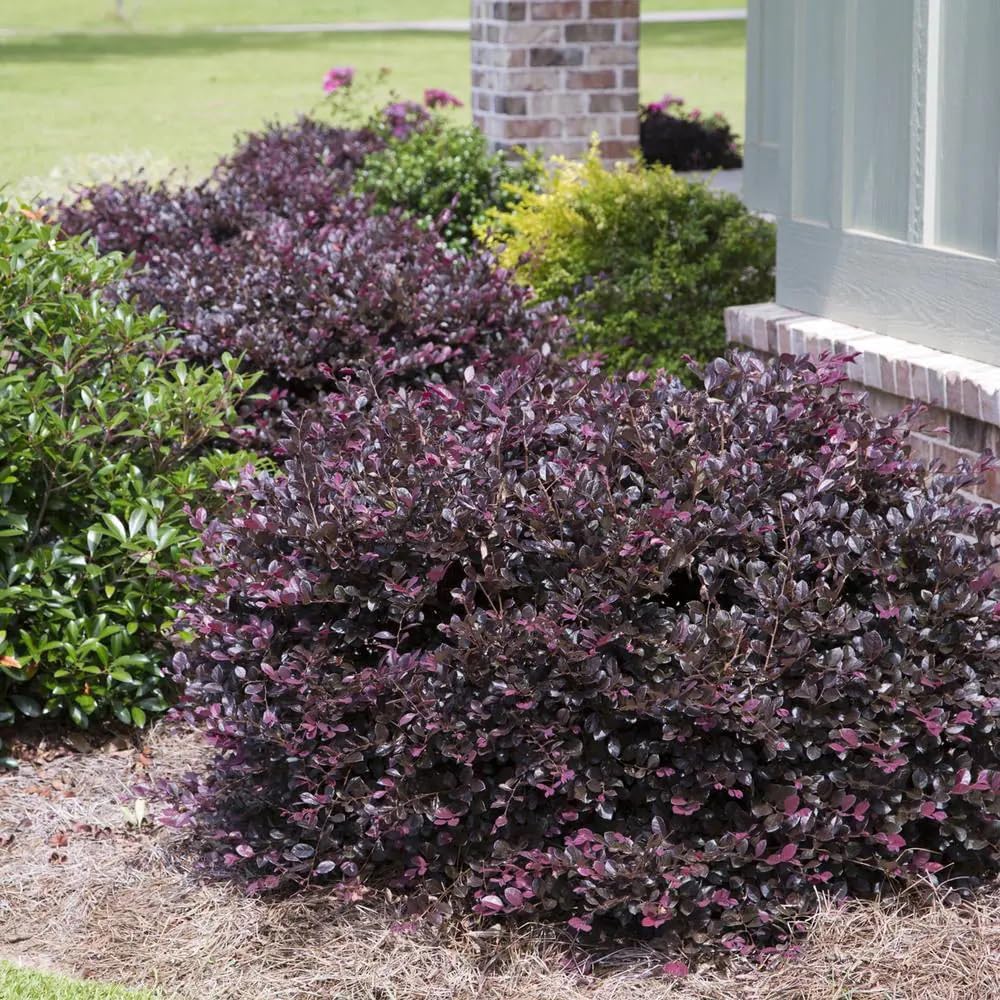 Flowering Evergreen Shrub Bundle, 2 Gallon and 2.5 Quart Z6326