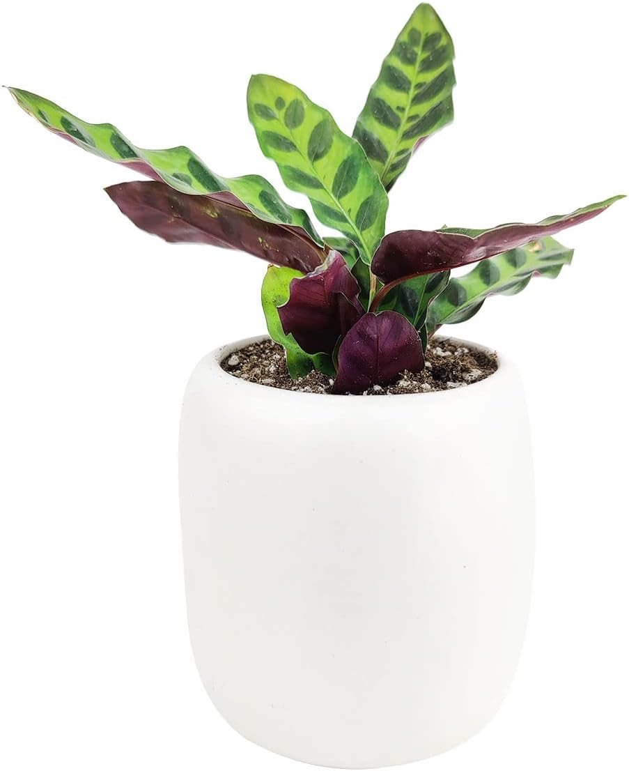 Rattlesnake Plant in 4" Grower Pot G962334